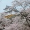 津山城× 桜 ③