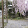 散り始めの枝垂れ桜