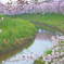 桜運河