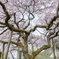 The old tree