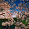 桜花に包まれる