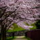 桜道
