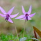 カタクリの花1