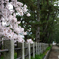 春の法隆寺参道