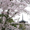 桜咲く法隆寺_01