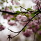 桜ともみじ