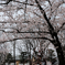 桜の木の下で