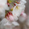 今日の雨は、桜雨