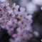 夜桜