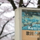 桜の季節の国芳展