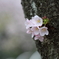 胴吹き桜、雨色の空気感で