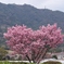 ハートの陽光桜