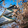 大阪城桜の陣