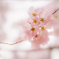 to blush
