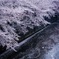 桜川