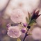 里桜