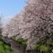 満開の桜