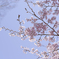 桜①