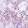 桜②