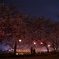 唐津城の夜桜