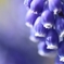 Grape hyacinth 