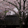 桜と本瓦葺き