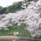 千鳥ヶ淵