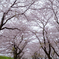 Sakura street