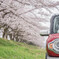 ハスラーと雨中お花見