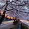 桜道