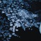夜桜