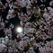 桜と月