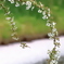 雪柳