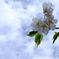 2017 庭の桜