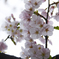 曇り空の桜1