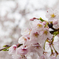 曇り空の桜2