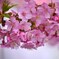 三浦の桜