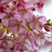 雨桜