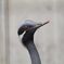 鳥さん