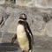 ペンギン