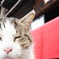 猫はん