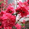 桃の花