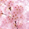 Cherry tree in full bloom
