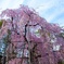 桜の美しさ