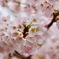 岡崎公園にて1