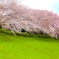 桜並木