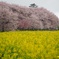 権現堂　桜祭り