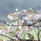 花見のシジュウカラ