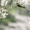 花見のシジュウカラ