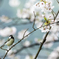 花見のシジュウカラ